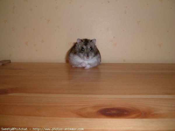 Photo de Hamster