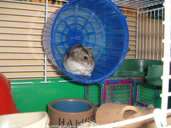 Photo de Hamster