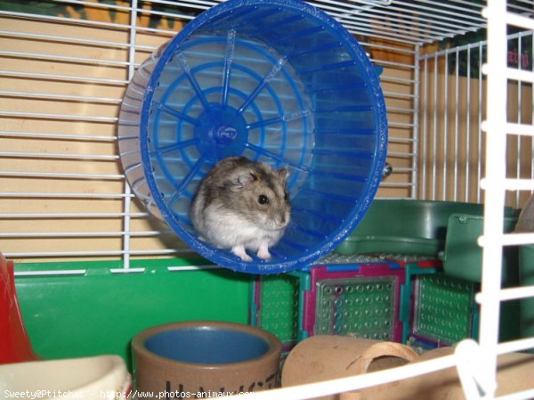 Photo de Hamster