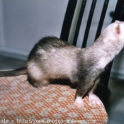 Photo de Furet