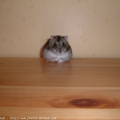 Photo de Hamster