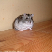 Photo de Hamster