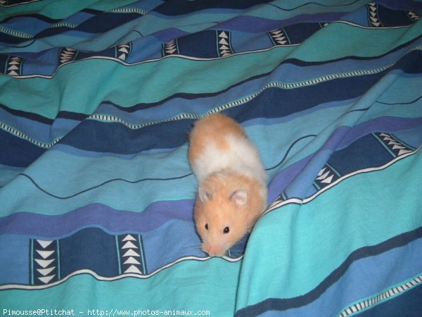 Photo de Hamster