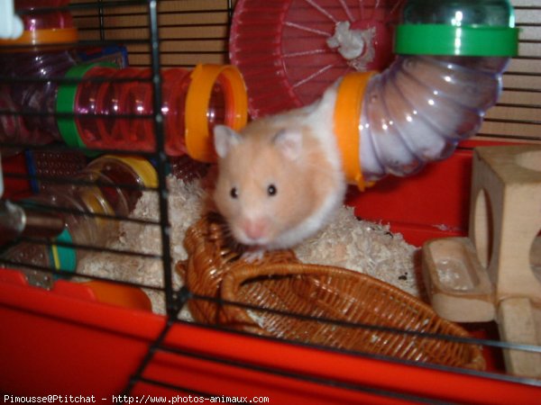 Photo de Hamster