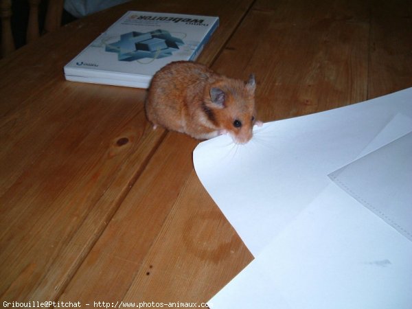 Photo de Hamster