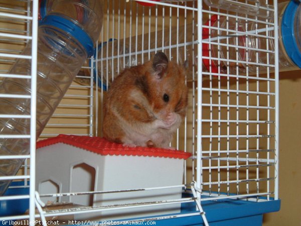 Photo de Hamster