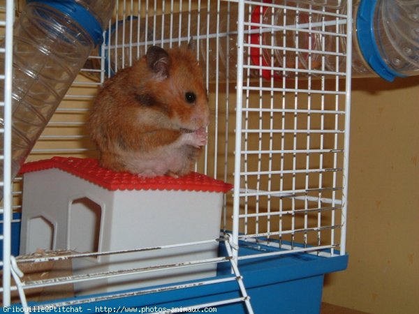 Photo de Hamster