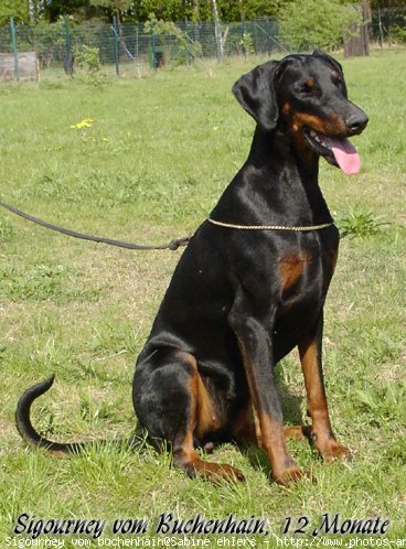 Photo de Dobermann