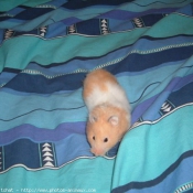 Photo de Hamster