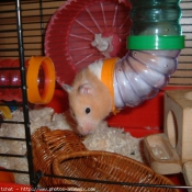 Photo de Hamster