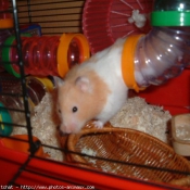 Photo de Hamster