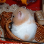 Photo de Hamster