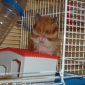 Photo de Hamster