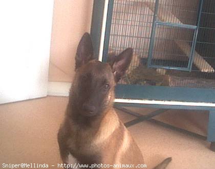 Photo de Berger belge malinois