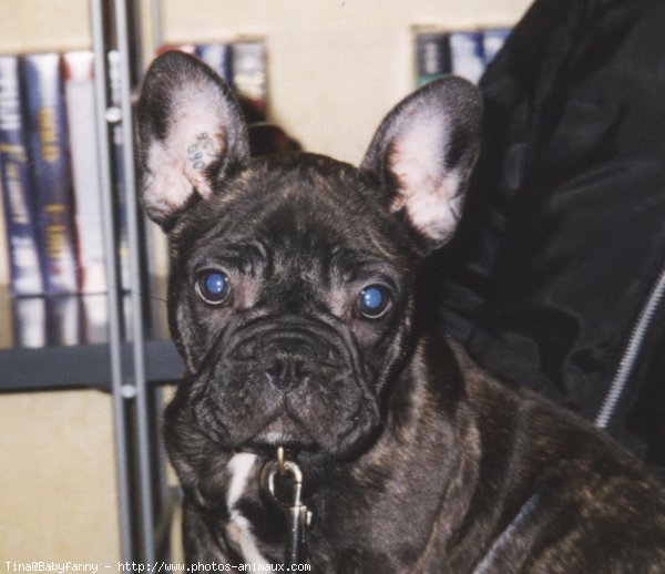 Photo de Bouledogue franais