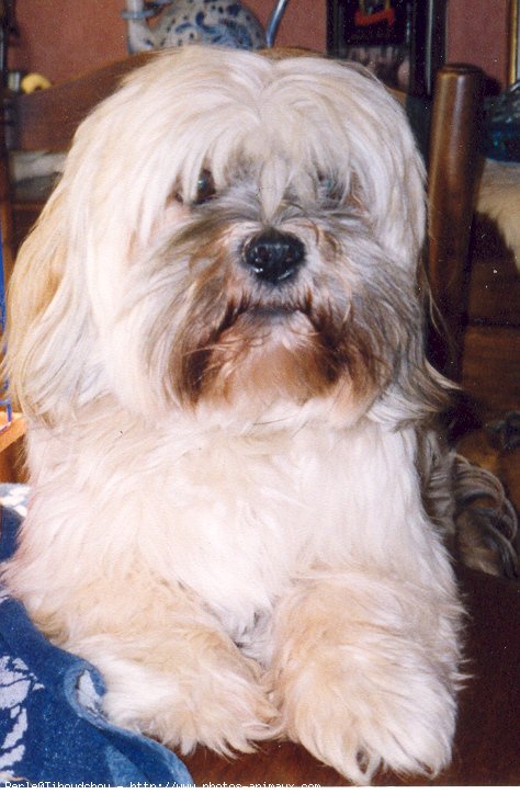 Photo de Lhassa apso