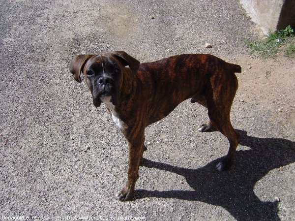 Photo de Boxer