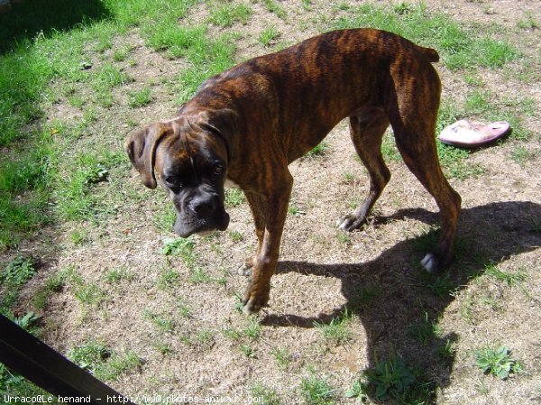 Photo de Boxer