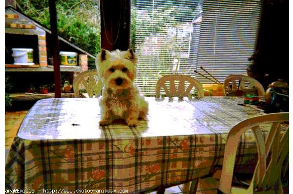 Photo de West highland white terrier