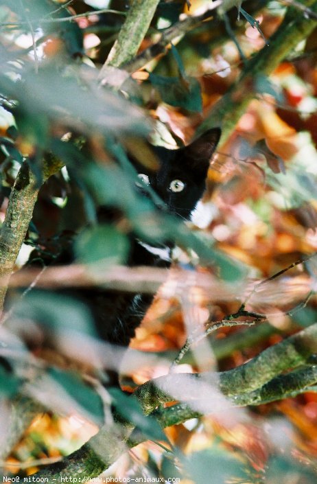 Photo de Chat domestique