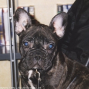 Photo de Bouledogue franais