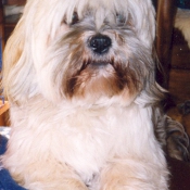 Photo de Lhassa apso