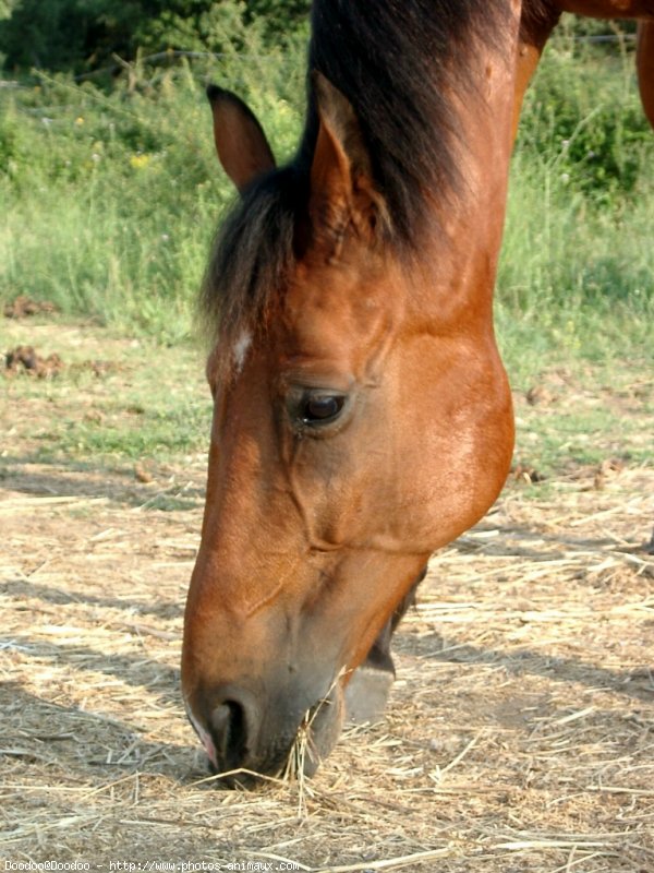 Photo de Trotteur franais