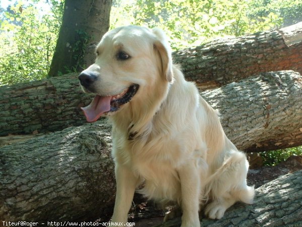 Photo de Golden retriever