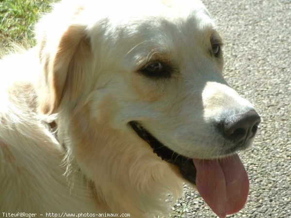 Photo de Golden retriever