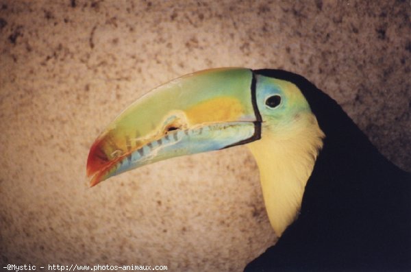 Photo de Toucan  carne