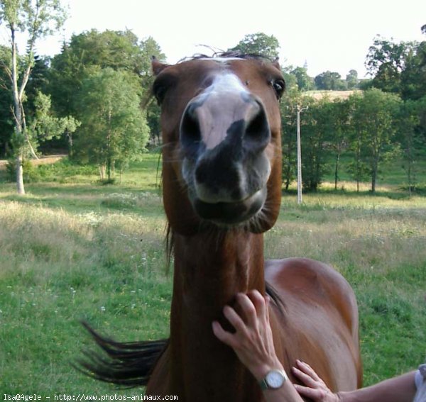 Photo de Quarter horse