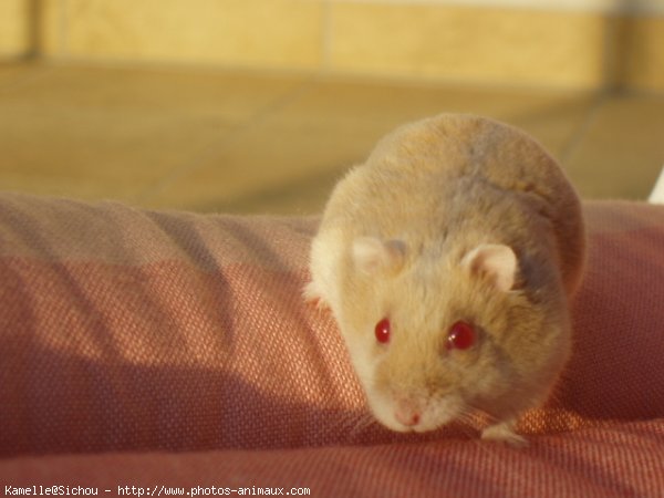 Photo de Hamster