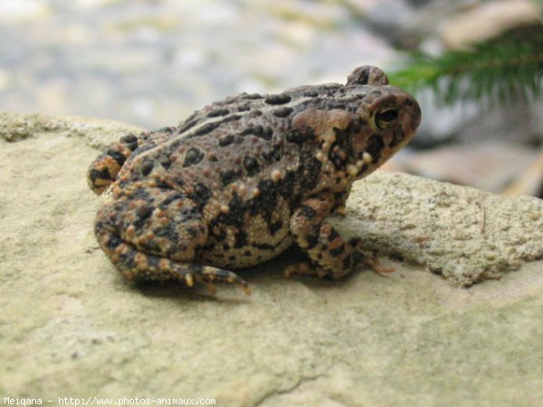 Photo de Crapaud