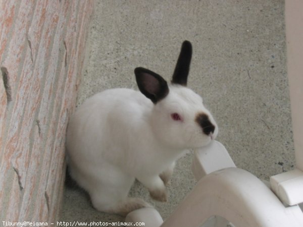 Photo de Lapin