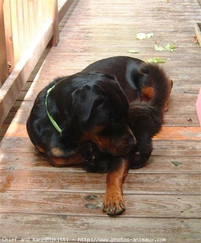 Photo de Rottweiler