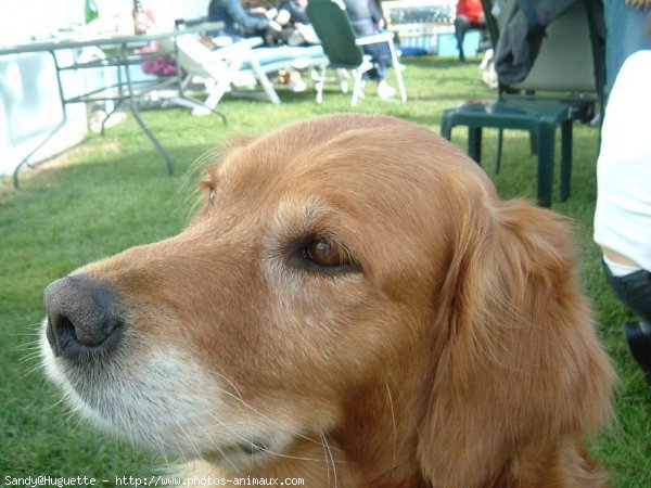 Photo de Golden retriever