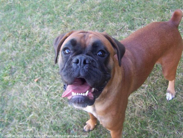 Photo de Boxer