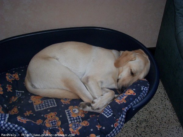 Photo de Labrador retriever