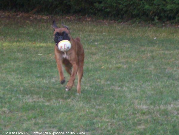 Photo de Boxer