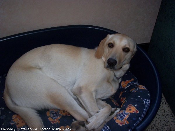 Photo de Labrador retriever