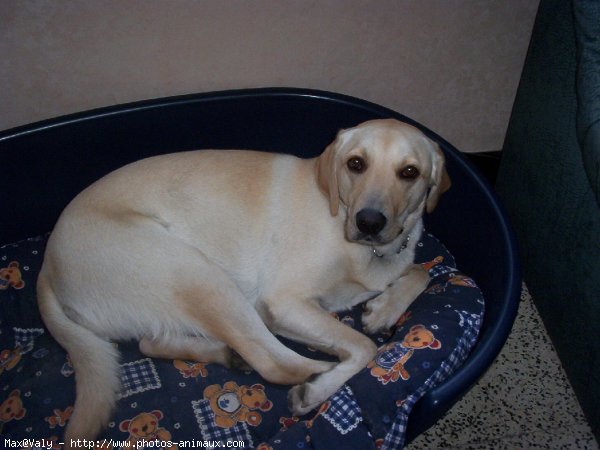 Photo de Labrador retriever