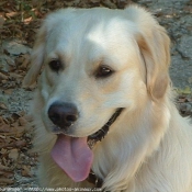 Photo de Golden retriever