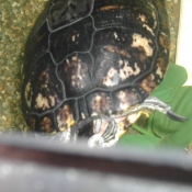 Photo de Tortue