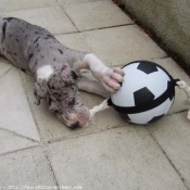 Photo de Dogue allemand