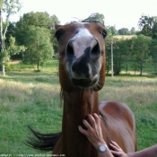 Photo de Quarter horse