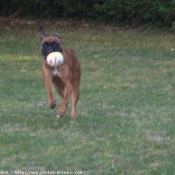 Photo de Boxer