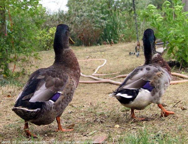 Photo de Canard colvert