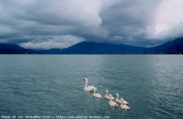 Photo de Cygne