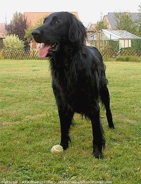 Photo de Retriever  poil plat