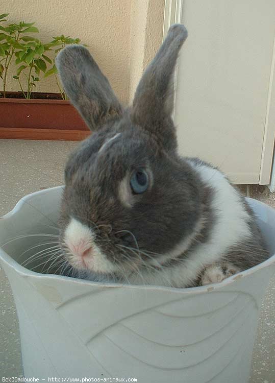 Photo de Lapin